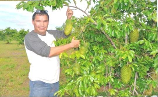 Гравіола (Гуанабана)