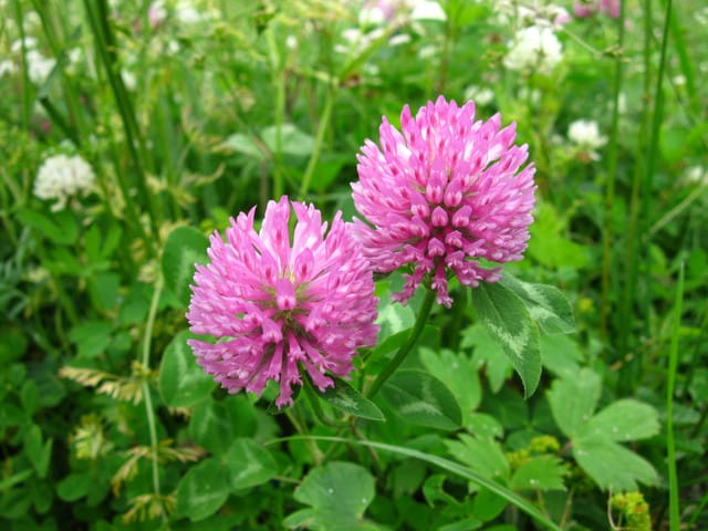 Червона конюшина Red Clover 430 мг 90 капсул при клімаксі від припливів Swanson США Красный клевер Red Clover